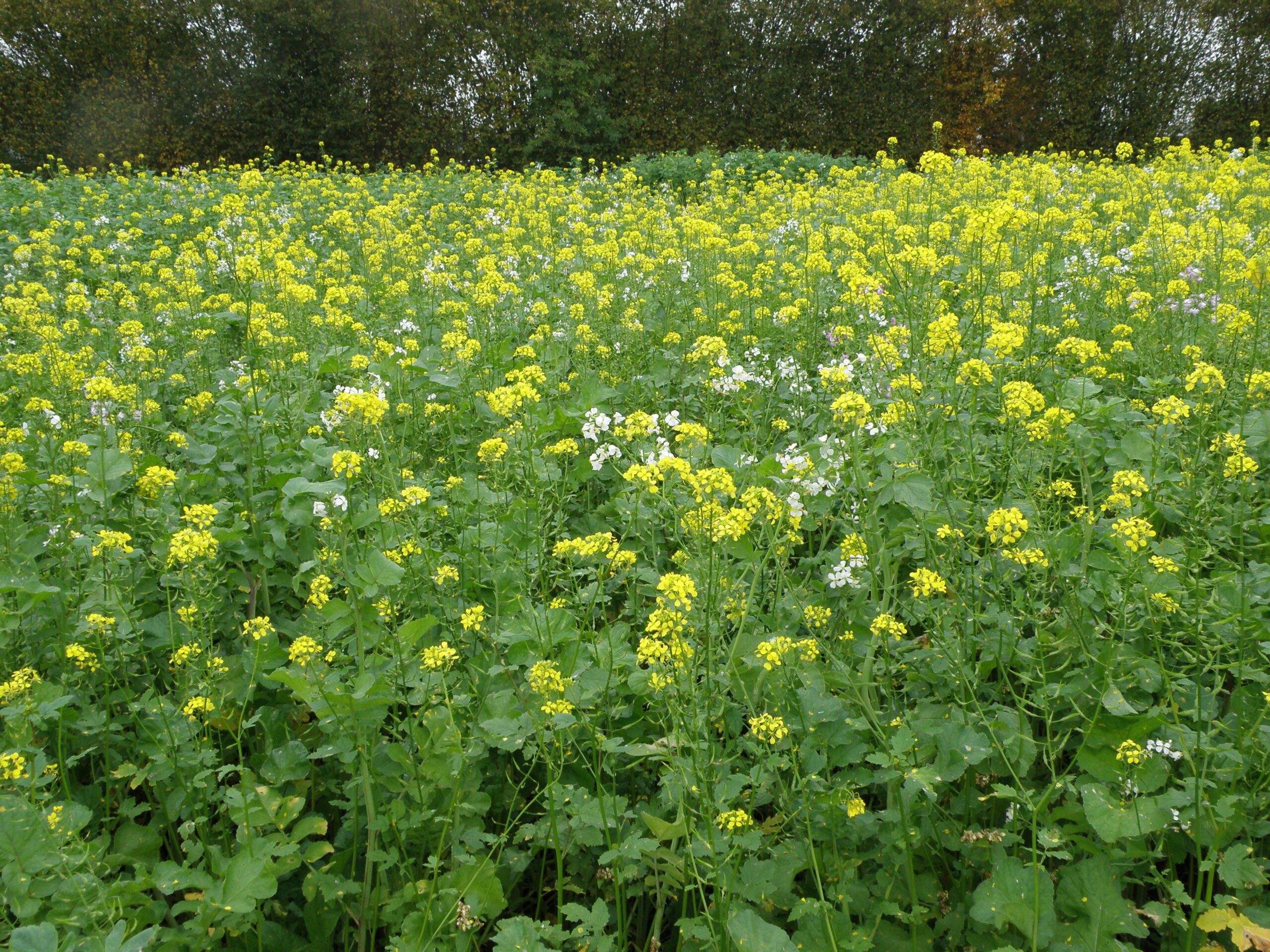 Betsanering DiAgri / Kvick-Fix Diana